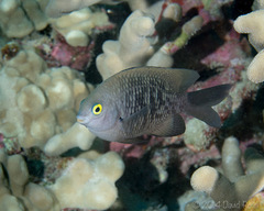 Plectroglyphidodon marginatus