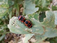 Eurydema spectabilis