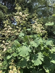 Macleaya