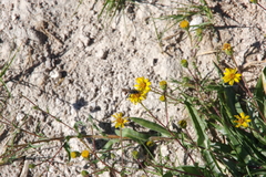 Pyrrocoma lanceolata