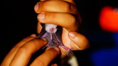 Macrotus waterhousii