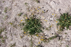 Pyrrocoma lanceolata