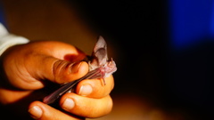 Macrotus waterhousii