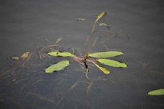 Potamogeton alpinus