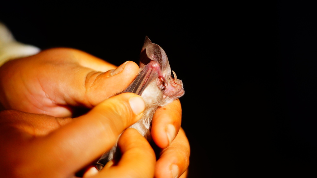Waterhouse's Leaf-nosed Bat