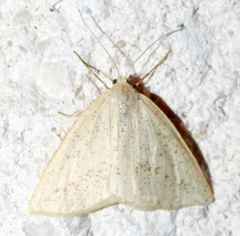 Lychnosea intermicata