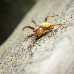 Novaranea queribunda