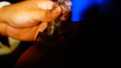 Macrotus waterhousii