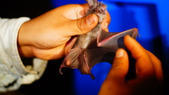 Macrotus waterhousii