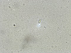 Collybiopsis biformis