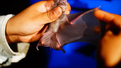 Macrotus waterhousii