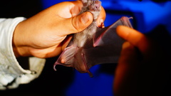 Macrotus waterhousii