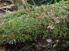 Hypnum chrysogaster