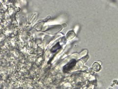 Collybiopsis biformis