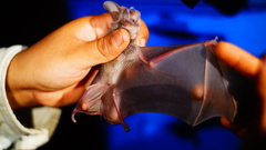 Macrotus waterhousii