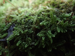 Hypnum chrysogaster