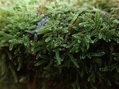 Hypnum chrysogaster