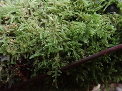 Hypnum chrysogaster