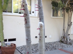 Cleistocactus strausii