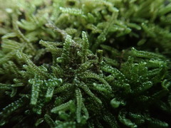 Hypnum chrysogaster