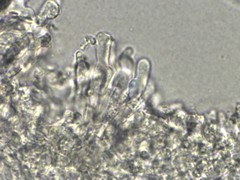 Collybiopsis biformis