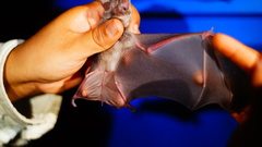 Macrotus waterhousii