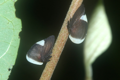 Image of Membracis dorsata