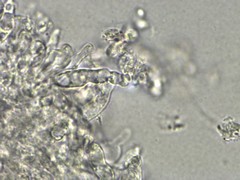 Collybiopsis biformis