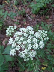 Angelica venenosa