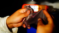 Macrotus waterhousii