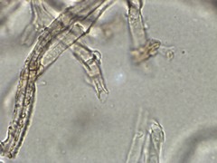 Collybiopsis biformis