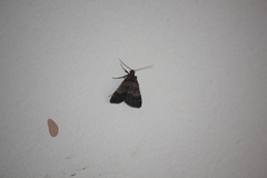 Hydrillodes funestalis