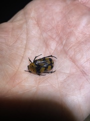 Euphoria fascifera