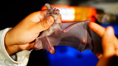 Macrotus waterhousii