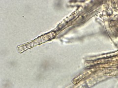 Collybiopsis biformis