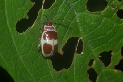 Asphaera discicollis