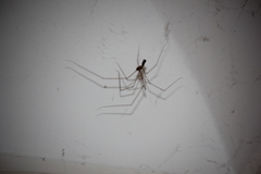 Smeringopus pallidus