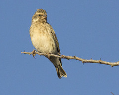 Black-Throated Canary photo 3