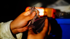 Macrotus waterhousii