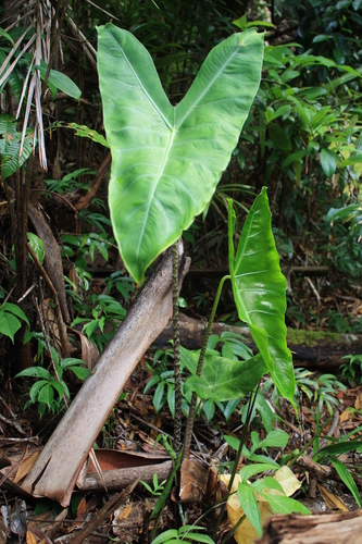 Alocasia longiloba