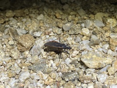 Triatoma rubida