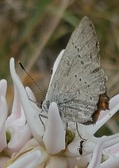 Satyrium sylvinus