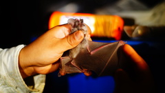 Macrotus waterhousii