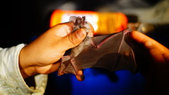 Macrotus waterhousii