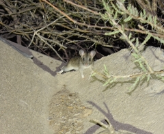 Peromyscus labecula