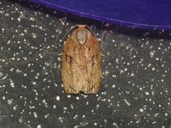 Homona mermerodes
