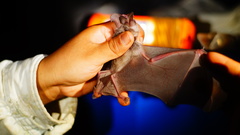 Macrotus waterhousii