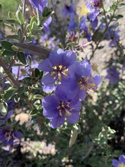 Setchellanthus caeruleus