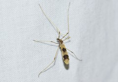 Erioptera venusta