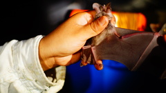 Macrotus waterhousii